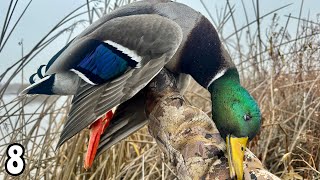 SOLO Morning Duck Hunt NEW SPOT Mixed Bag  Duck Hunting 2024 [upl. by Highams]