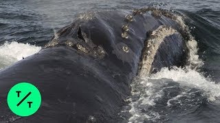 NOAA Records Rare Right Whale Song for the First Time [upl. by Harbed]