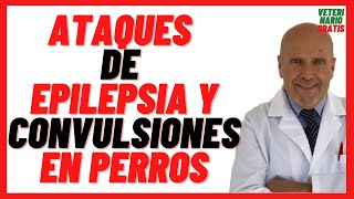 🔴 Ataques de EPILEPSIA y CONVULSIONES en Perros Mayores y Viejos 🔴 Causas Síntomas y Tratamiento [upl. by Breger387]