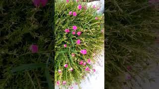 gul dopahari grow moss Rose  flower garden spring umahsdiary gardening nature phool shorts [upl. by Huey]