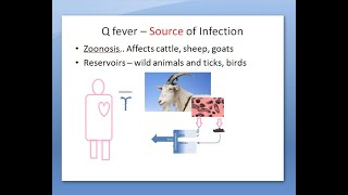 Microbiology 412 a Q fever Coxiella burnetii bacteria coccobacilli inhalation [upl. by Justino]