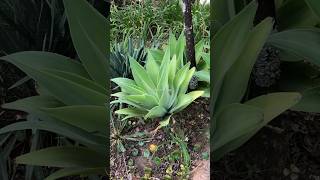 Agave Attenuata Salm Dyck conhecida como Tromba de Elefante alegriaverdetina shorts [upl. by Horodko340]