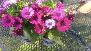 Osteospermum Care [upl. by Shani]