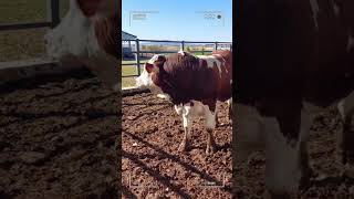 🔴 SIMMENTAL CATTLE ✅ Biggest Bulls And Cow [upl. by Efi]