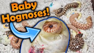 Baby Toffee Hognose Snakes Hatching [upl. by Jacquenette]