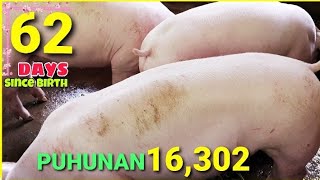 DAY62 🐖 PUHUNAN BIIKFEEDS para sa 3 Baboy nakaubos na sila ng 1 sack Starter [upl. by Seek]