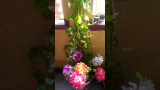 Money plant care tips shrot video relativegardening [upl. by Reyaht]