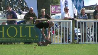 Game Fair 2017  Terrier racing main ring [upl. by Elokyn]