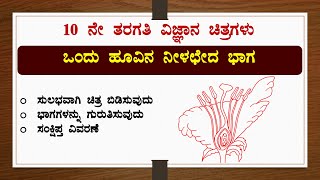 ಒಂದು ಹೂವಿನ ನೀಳಛೇದ ಭಾಗಚಿತ್ರ ಬಿಡಿಸುವುದುಭಾಗಕಾರ್ಯವಿಜ್ಞಾನFlowerDrawingScienceReproductionSSLC [upl. by Jacobs]