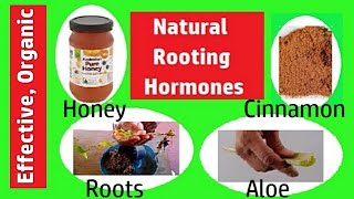 Homemade Rooting Hormone Natural Rooting Hormone at Home [upl. by Burkhard719]