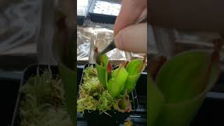 Feeding Heliamphora carnivorousplants houseplants plants plantcare [upl. by Tolland]