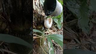 pour lead into old dead snail shells in the bamboo forest Hangseanghong [upl. by Anierdna254]