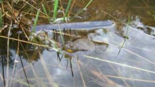 Gelbbauchunke  Yellowbellied toad [upl. by Flieger]