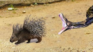 This Snake Was Doomed Rare Animal Fights Caught on Camera [upl. by Ellehcar]