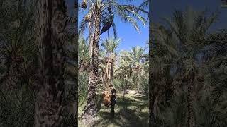 Harvesting dates Behbahan Khuzestan Iran برداشت خرما [upl. by Cowden]