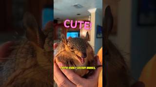 Armadillos are sweet 😎 armadillo animalfacts animals nature animalvideos wildlifelovers cute [upl. by Akeber144]