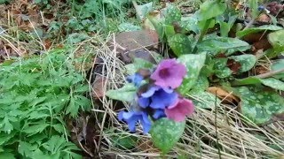 Miodunka plamista Lungwort  Pulmonaria officinalis [upl. by Clintock616]