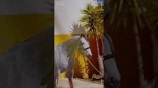 🔴Caballos PRE o Pura Raza Española 🔴 caballos DeCaballos [upl. by Nylave]