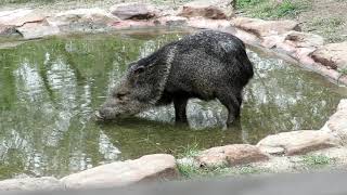 Collared Peccaries visiting a waterhole [upl. by Sualakcin]