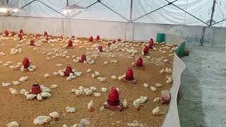 Poultry Farming  পোল্ট্রি ফার্ম  ব্রয়লার মুরগি পালন পদ্ধতি  Project Shonarga Day 4 [upl. by Ydna690]