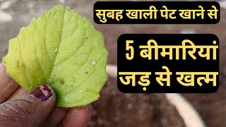 How to grow ajwain plant from cuttingAjwain ke benefitajwain leaves use [upl. by Gwenore]