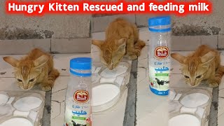 Stray kitten cries for food mother cat leaves kitten in distress [upl. by Anahahs685]