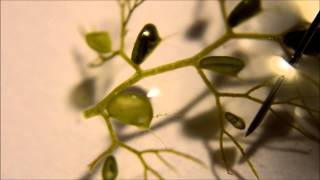 Utricularia australis Traps  A Carnivorous Plant [upl. by Saihtam360]