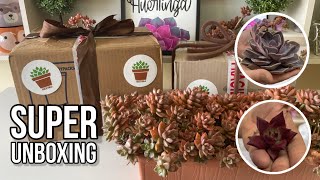 PROGRAMA 103 Unboxing de regalo de suculentas que recibimos 15102022 [upl. by Nileek]