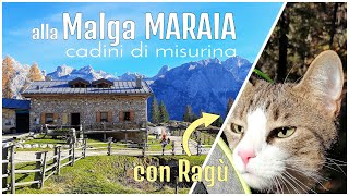 Malga MARAIA🐾Lottavo quotconquistoquot del mitico DoloMicio Ragù 😻 [upl. by Nylavad918]