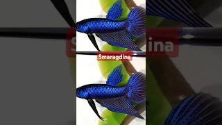 Betta  Smaragdina Breed பண்ணலாமா 🐟🐟🤔🤔 [upl. by Irmina146]