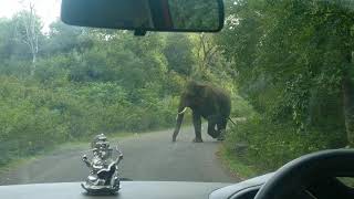 Spotted Bull Elephant in Hasanur dense forest heading to Dimbam Bannari Amman Temple Sathyamangalam [upl. by Ricki480]