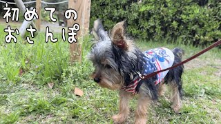 ヨークシャーテリアの子犬が初めてのお散歩に挑戦！その結果や如何に・・・！ [upl. by Viridissa425]