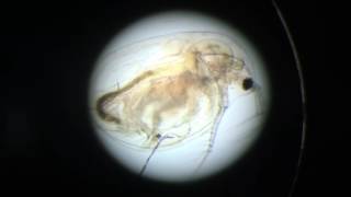 Daphnia Heart Beat [upl. by Copland]