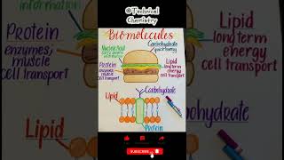 Biomolecules Chart🧬by TechnicalChemistry01 chemistrybiochemistrystudentslearndrawingfyp [upl. by Nolyarg]