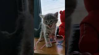 😸😸katten կատու kitens kittenmusic funny [upl. by Otsedom]