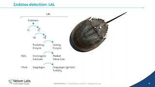 Controlling Endotoxins Contamination during Pharmaceutical Production [upl. by Rosinski]