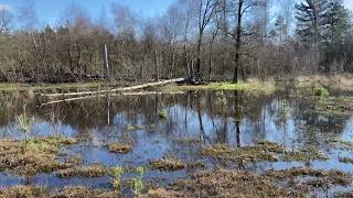 Hoog Water Natuurgebied De Maashorst [upl. by Colette675]