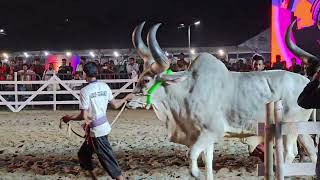 kankrej cow in Dhaka ramp show BDFAcow viral viralvideo trending animals sadeeq foryou bdfa [upl. by Broadbent]