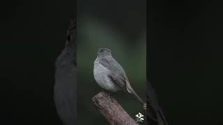 Little Pied FlycatcherFemale：小斑姬鹟公的和母的颜色差别蛮大的！🤣 birding birds nature canon flycatcher [upl. by Gun]