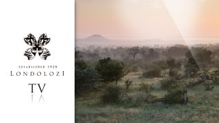 Londolozi Private Game Reserve [upl. by Berri]