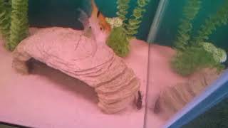 Pictus catfish community tank [upl. by Tyre]