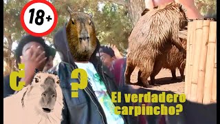 Apareamiento carpincho  Capybara mating [upl. by Wylen563]