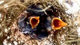 The Life Cycle of Sparrow Bird  A Fascinating Journey  The Amazing Cycle of Sparrow Bird in Nest [upl. by Alisander186]