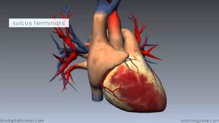 Heart Anatomy  Right Atrium  3D Anatomy Tutorial [upl. by Sammy]