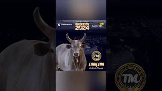 Touros da Final do 31º Barretos International Rodeo 2024 🔥 shorts barretos rodeio [upl. by Feer]