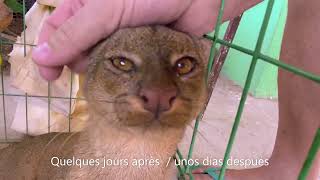 Rescate de una Onza o Jaguarundi animal salvage [upl. by Kellia261]