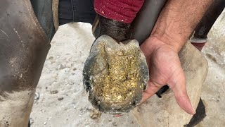 Hoof Restoration and satisfying asmr satisfying horse [upl. by Niassuh319]