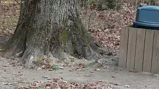 Lucy the beagle visits Jordan Creek park [upl. by Gaut]