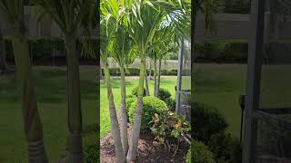 triple trunk Christmas palms in Tampa Bay 💚💚💚 palmtree gardeninspiration [upl. by Ennasirk]