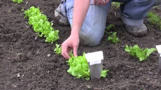 How to Grow Lettuce from Seed  Gurneys Video [upl. by Antonina]